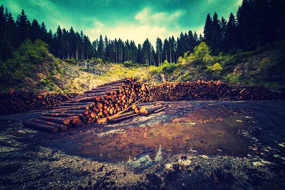 Licenciamento de Desmatamento_Palmas-TO Licenciamento de Desmatamento em Palmas-TO - Paniago Engenharia